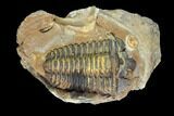 Fossil Calymene Trilobite In Nodule (Pos/Neg) - Morocco #100017-2